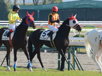 未勝利戦（牝）　本馬場入場