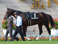 黄菊賞（500万）　パドック
