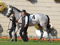 新馬戦　パドック