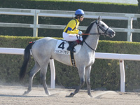 新馬戦　本馬場入場