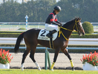 新馬戦　本馬場入場