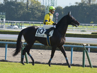 未勝利戦　本馬場入場
