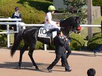 未勝利戦　本馬場入場