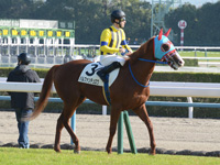 本馬場入場