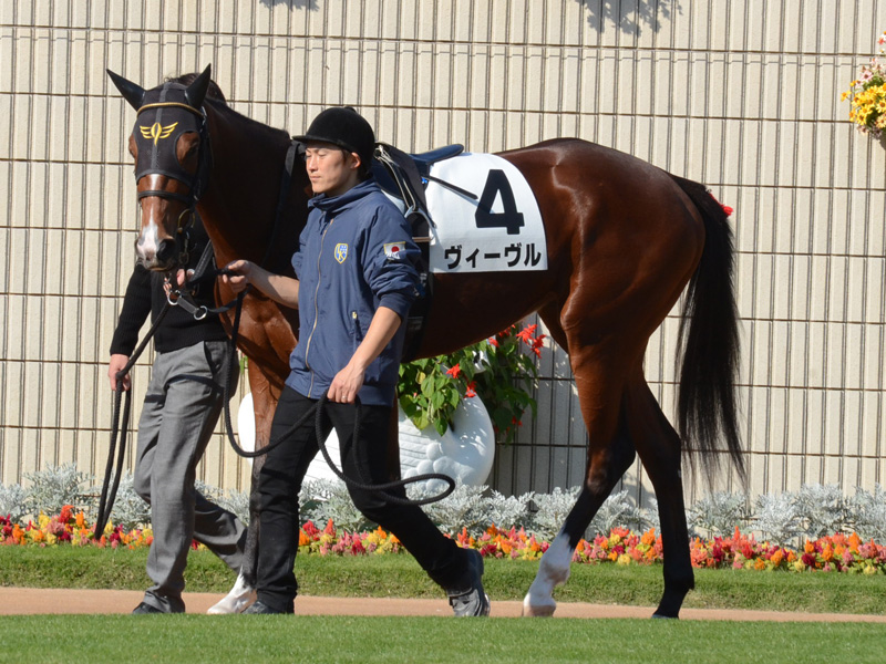 新馬戦　パドック