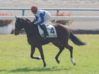 新馬戦　キャンター