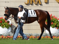 新馬戦　パドック