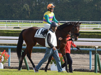 新馬戦　本馬場入場