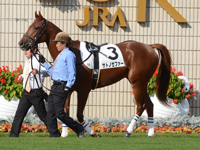 新馬戦　パドック