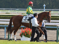新馬戦　本馬場入場
