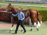 新馬戦　口取り