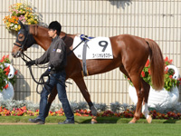 新馬戦　パドック