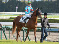 新馬戦　本馬場入場