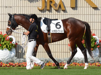 新馬戦　パドック