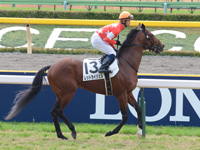 未勝利戦　本馬場入場