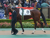 未勝利戦　パドック