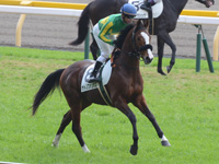 未勝利戦　本馬場入場