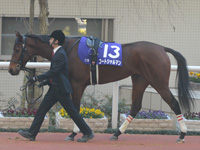 阪神ジュベナイルフィリーズ（ＧＩ）　パドック