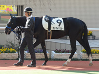 未勝利戦　パドック