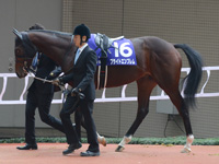 朝日杯フューチュリティＳ（ＧＩ）　パドック