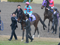 朝日杯フューチュリティＳ（ＧＩ）　本馬場入場