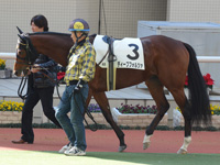 未勝利戦　パドック