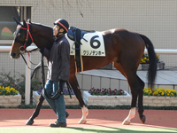未勝利戦　パドック