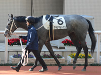 未勝利戦　パドック