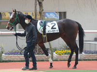 新馬戦　パドック
