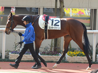 未勝利戦　パドック