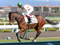 未勝利戦　キャンター