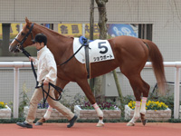 新馬戦　パドック