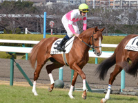 新馬戦　本馬場入場