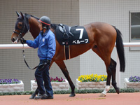 エリカ賞（500万）　パドック