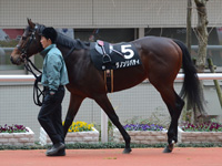 エリカ賞（500万）　パドック