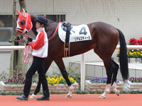 新馬戦　パドック
