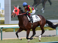 新馬戦　キャンター