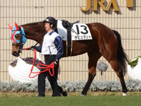 未勝利戦（牝）　パドック