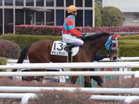 未勝利戦（牝）　本馬場入場