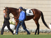 新馬戦　パドック