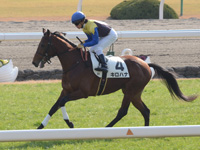 新馬戦　キャンター
