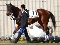 未勝利戦　パドック