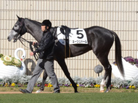 未勝利戦　パドック