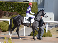 未勝利戦　本馬場入場