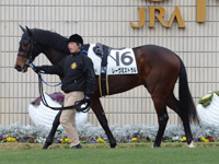 未勝利戦　パドック