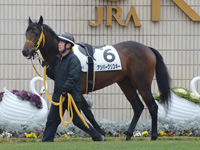 未勝利戦　パドック