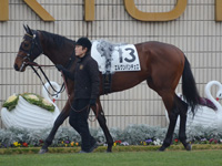 未勝利戦　パドック