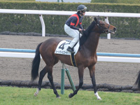 未勝利戦　本馬場入場