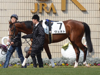 新馬戦　パドック