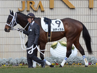 未勝利戦　パドック